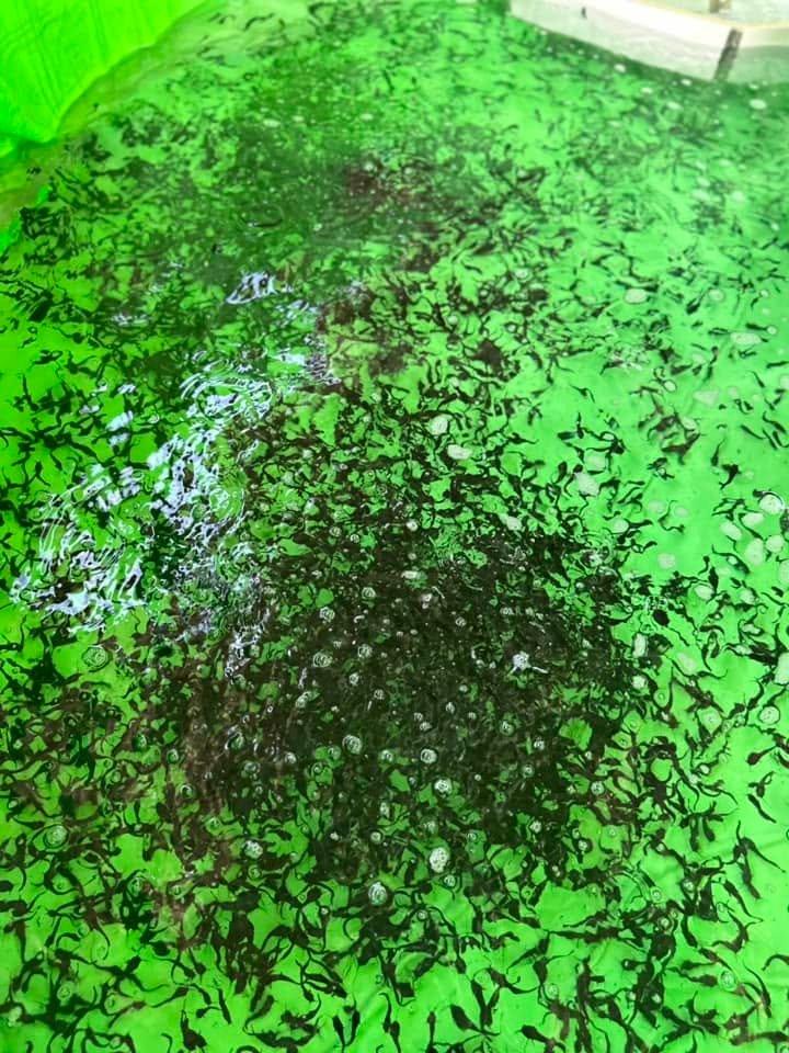 Alevins de silure dans le bassin
